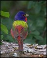 _6SB0454 painted bunting
